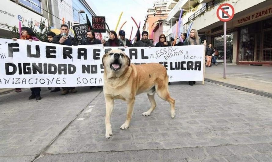 Osorno de luto: perrito "Luis Apolo", símbolo de la ciudad, ha muerto