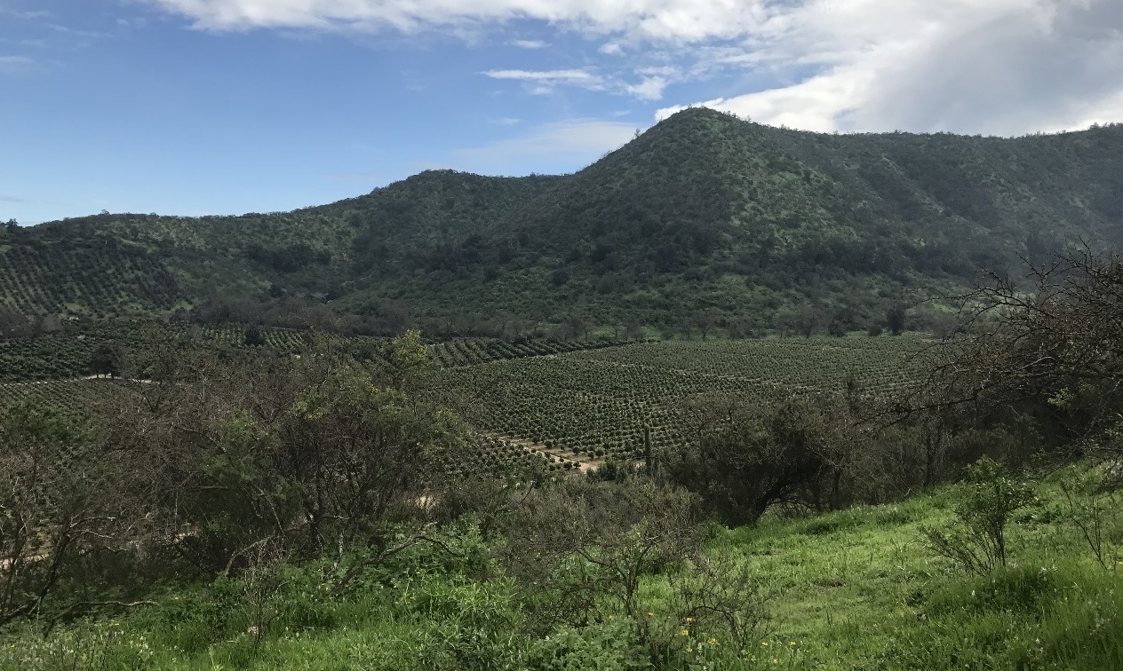 Datos satelitales abiertos permiten desarrollar modelo que conecta polinización y terrenos con potencial agrícola