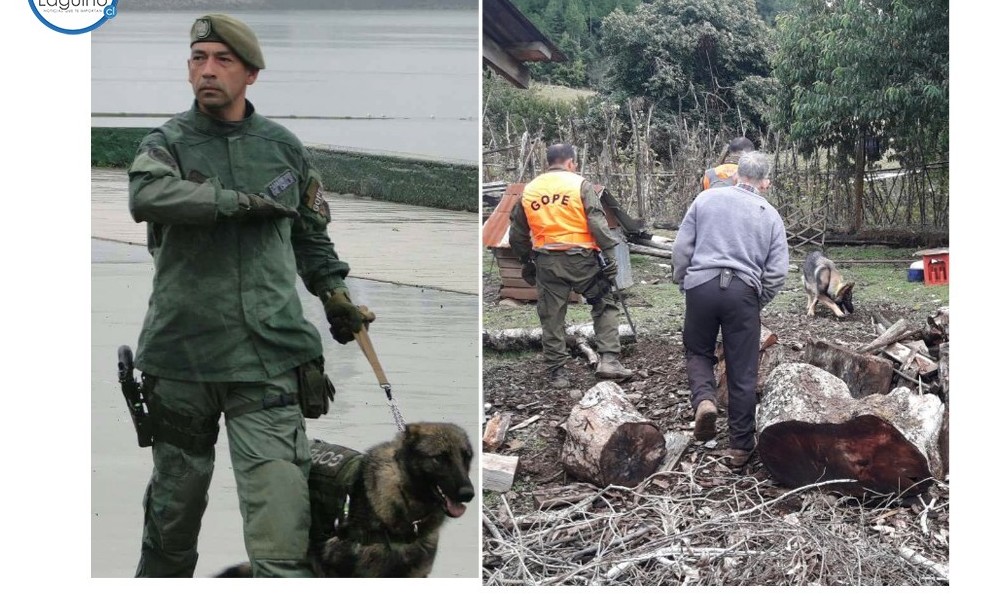 Las huellas que sigue la perrita "Coral" para encontrar al adulto mayor perdido en Los Lagos