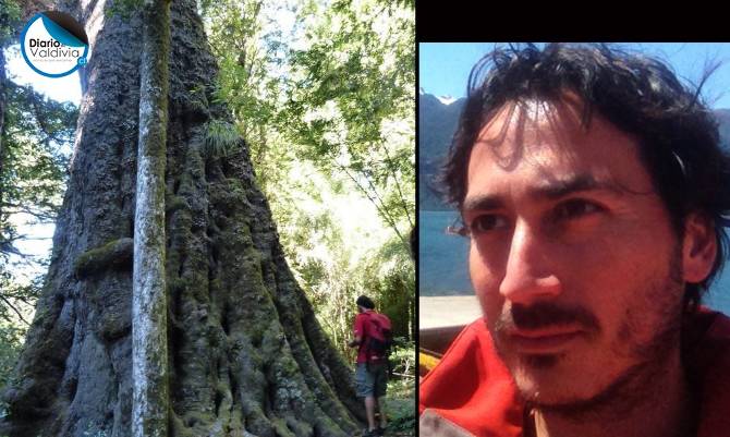 ¡No nos olvidemos de los gigantes!: Árboles monumentales y patrimonio natural de Chile