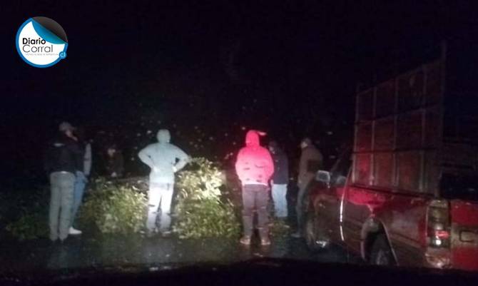 Comuna de Corral incomunicada por caída de árbol en ruta terrestre desde Valdivia