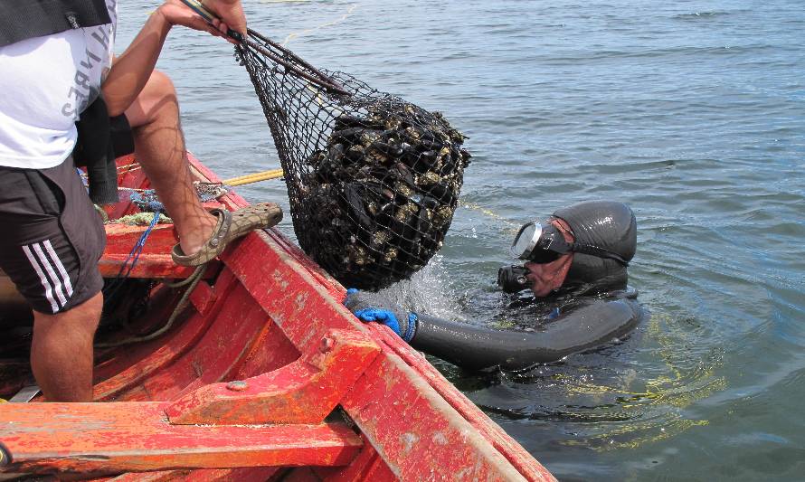 Autoridad prohíbe extracción de locos en litoral de la región por marea roja