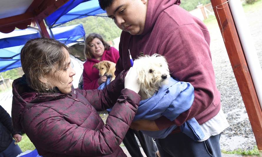 Operativo veterinario de la Gobernación de Valdivia registró 24 atenciones