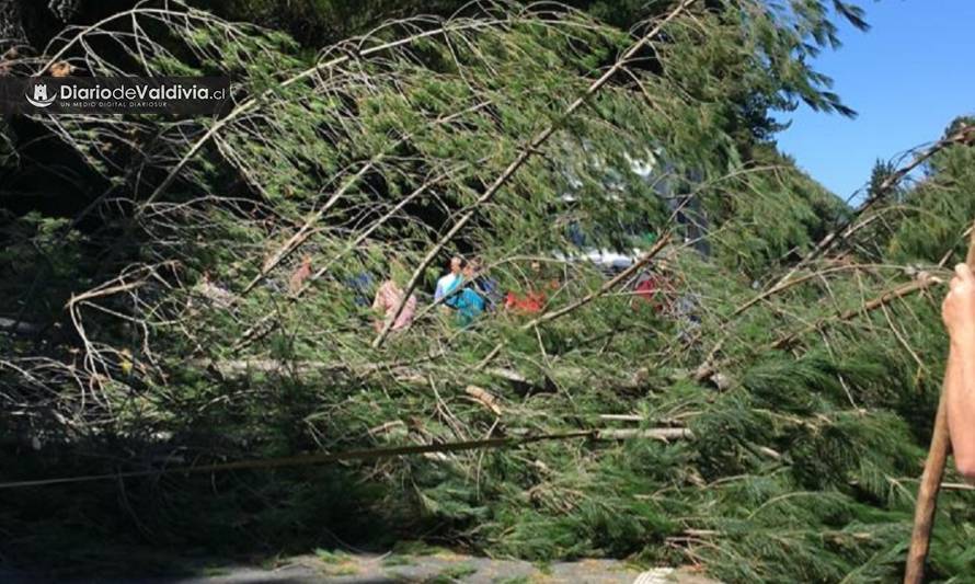 Ruta Paillaco-Valdivia cortada por caída de árbol