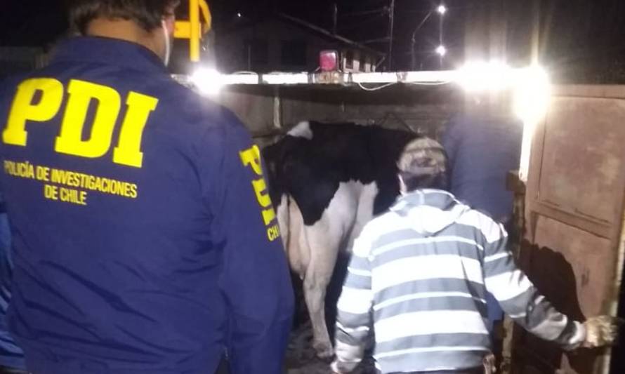 PDI detuvo a sujeto por el delito de abigeato en Valdivia