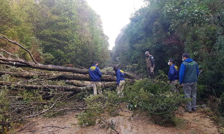 CONAF buscará a responsables de tala en Parque Nacional Alerce Costero