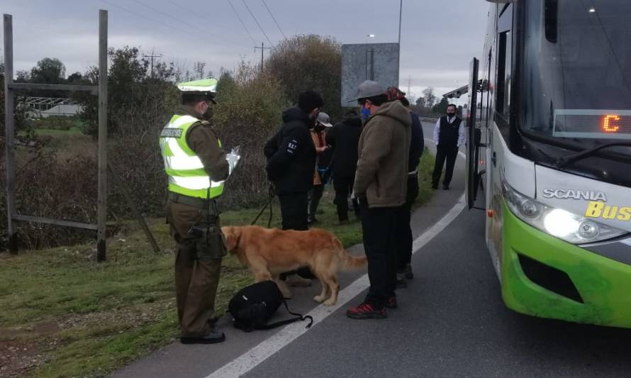 Perro Fender descubrió pasajero con 38 gramos de marihuana en un bus