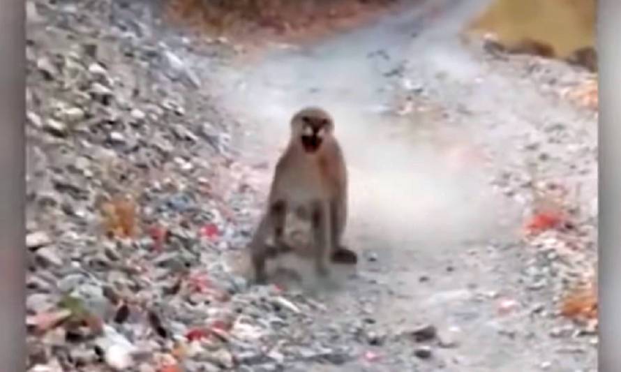 ¿Qué se siente ser perseguido por un puma? Este vídeo lo revela