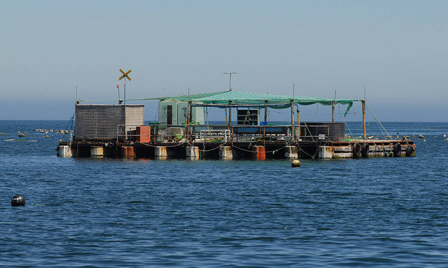 Áreas de manejo: Subpesca extiende por un año el plazo para que pescadores presenten informes