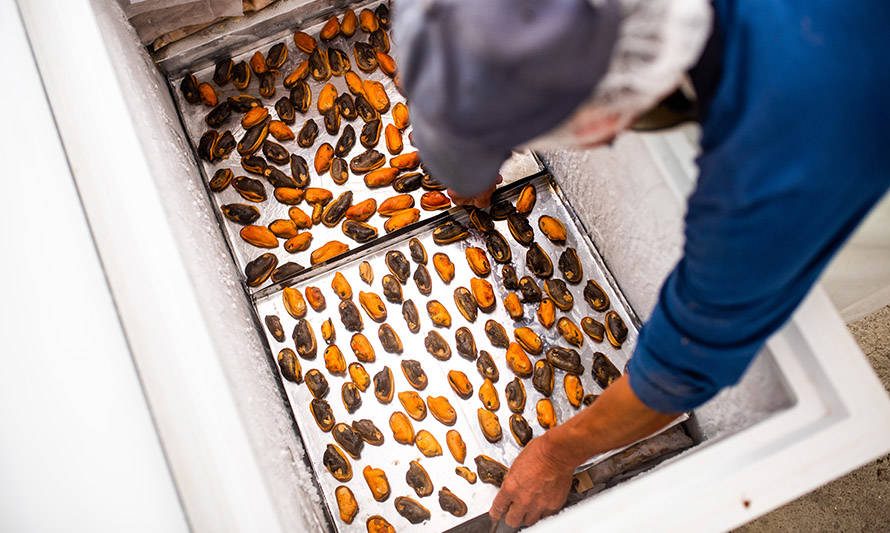 Del mar a la cocina: iniciativa llevará la pesca artesanal a los hogares de Valdivia