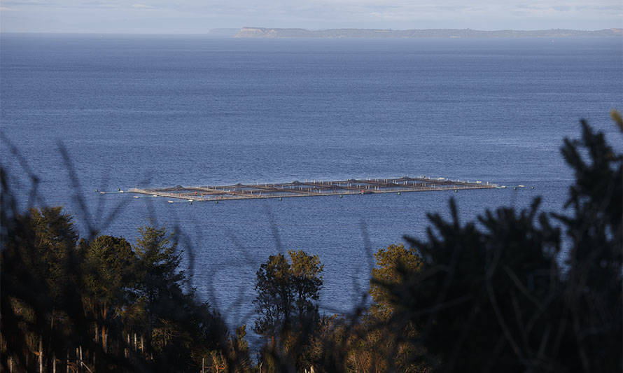 Corte Suprema confirma fallo que dejó sin efecto instalación de salmonera en la reserva nacional Kawésqar