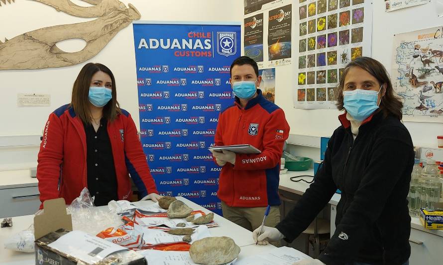 UACh investigará fósiles incautados en Aduana de Los Ríos y Los Lagos 