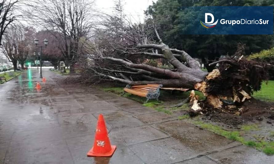 Árbol se desploma en Plaza de la Concordia de La Unión