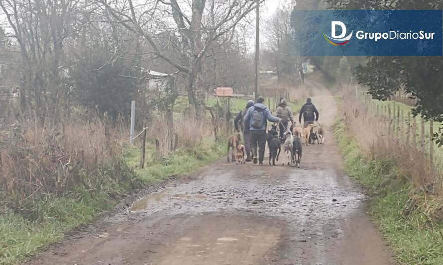 Capturan a 11 hombres realizando caza ilegal con galgos en Fundo de Río Bueno