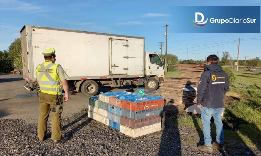 Donan congrio dorado tras decomiso en control carretero