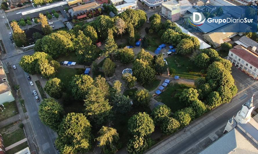 Realizan estudio sobre el estado de conservación de los árboles en la plaza de La Unión