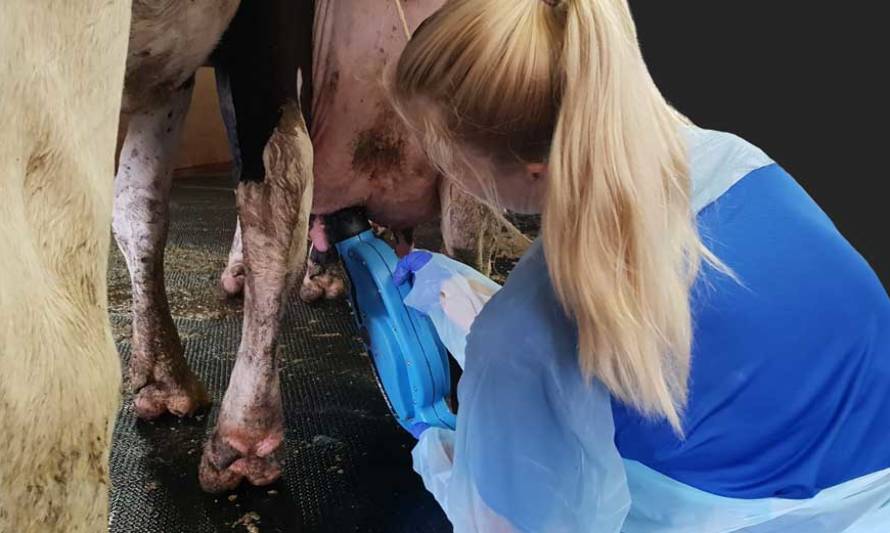 Addvise trae a Chile una innovadora tecnología que permite curar la mastitis sin utilizar antibióticos