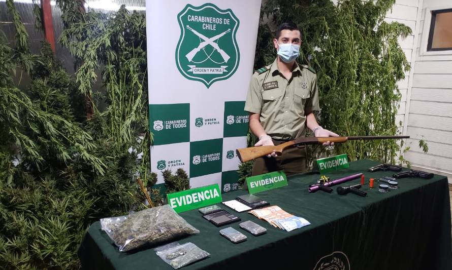 Carabineros desbarató dos focos de venta y cultivo de marihuana en La Unión