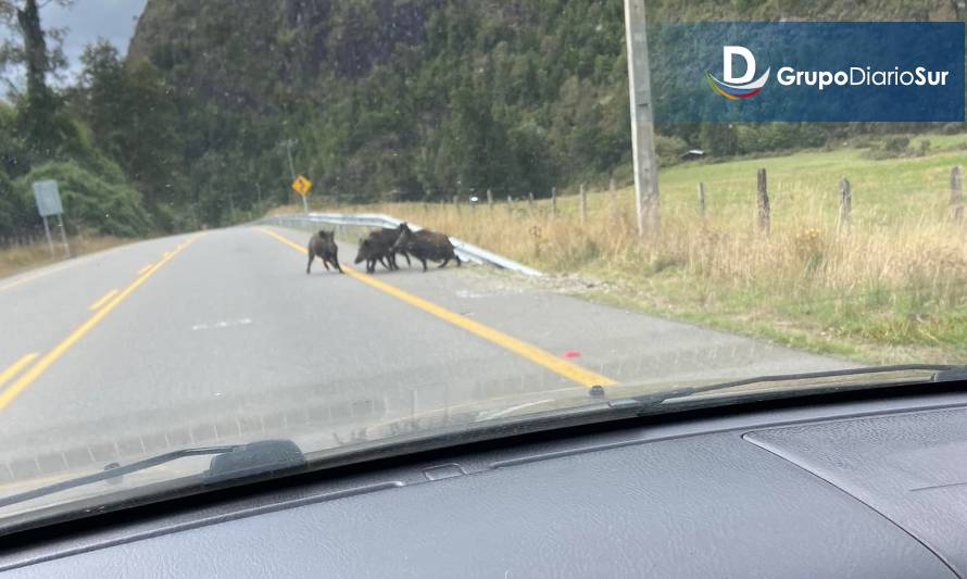 Precaución: advierten presencia de jabalíes sueltos en la ruta Futrono-Llifén