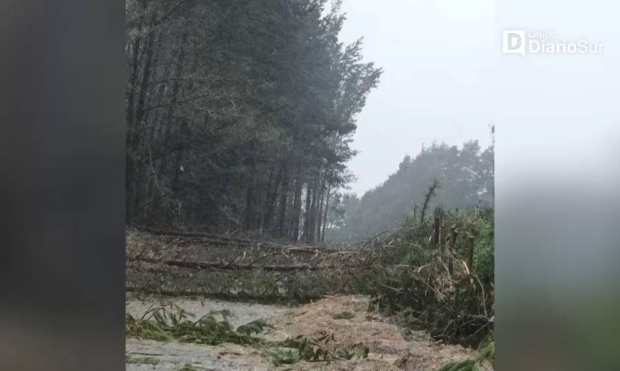 Cerrado camino a Punucapa por caída de árboles 