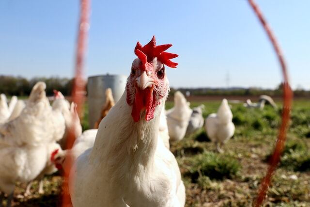Las empresas líderes del sector avícola chileno exponen el panorama de la distribución de productos