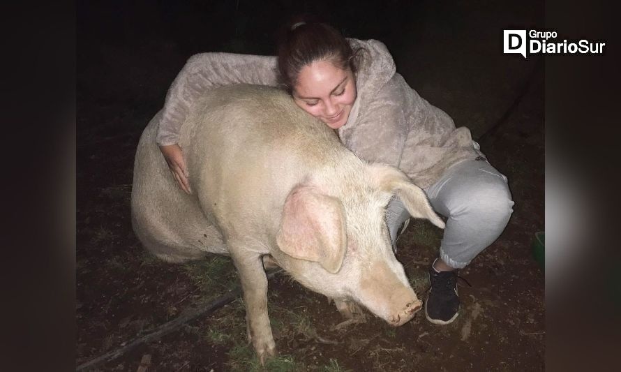 Desesperada búsqueda de chanchita mascota en Los Lagos