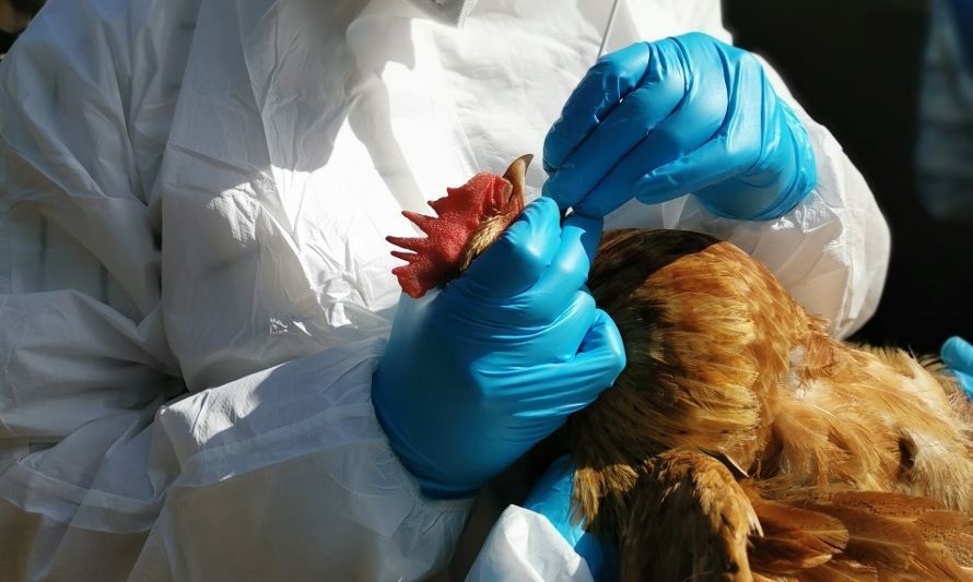 Caso positivo de gripe aviar obliga sacrificio de más de 100 aves de corral en la región
