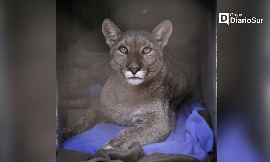 Capturan a puma en sector costero de Valdivia