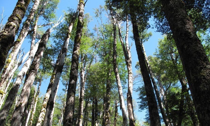 UACh abre sus puertas a toda la comunidad en la Primera Semana por el Medioambiente 