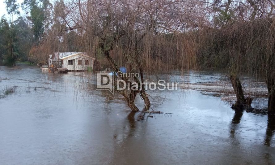 Casas anegadas en Paillaco: vecinos quedan atrapados tras desborde de río 