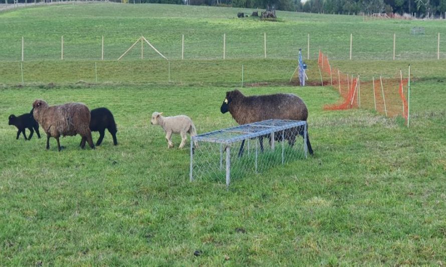 Ministerio de Agricultura lanza Curso de Gestión Hídrica para asesores técnicos de Chiloé