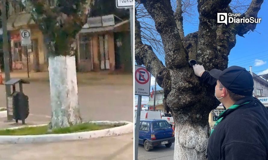 Nuevamente registran plaga de roedores en la Plaza de Paillaco