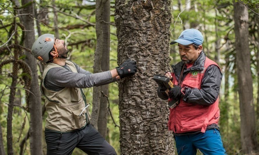 Instituto Forestal ya es parte de la Red de Inventarios Nacionales de América Latina y el Caribe  