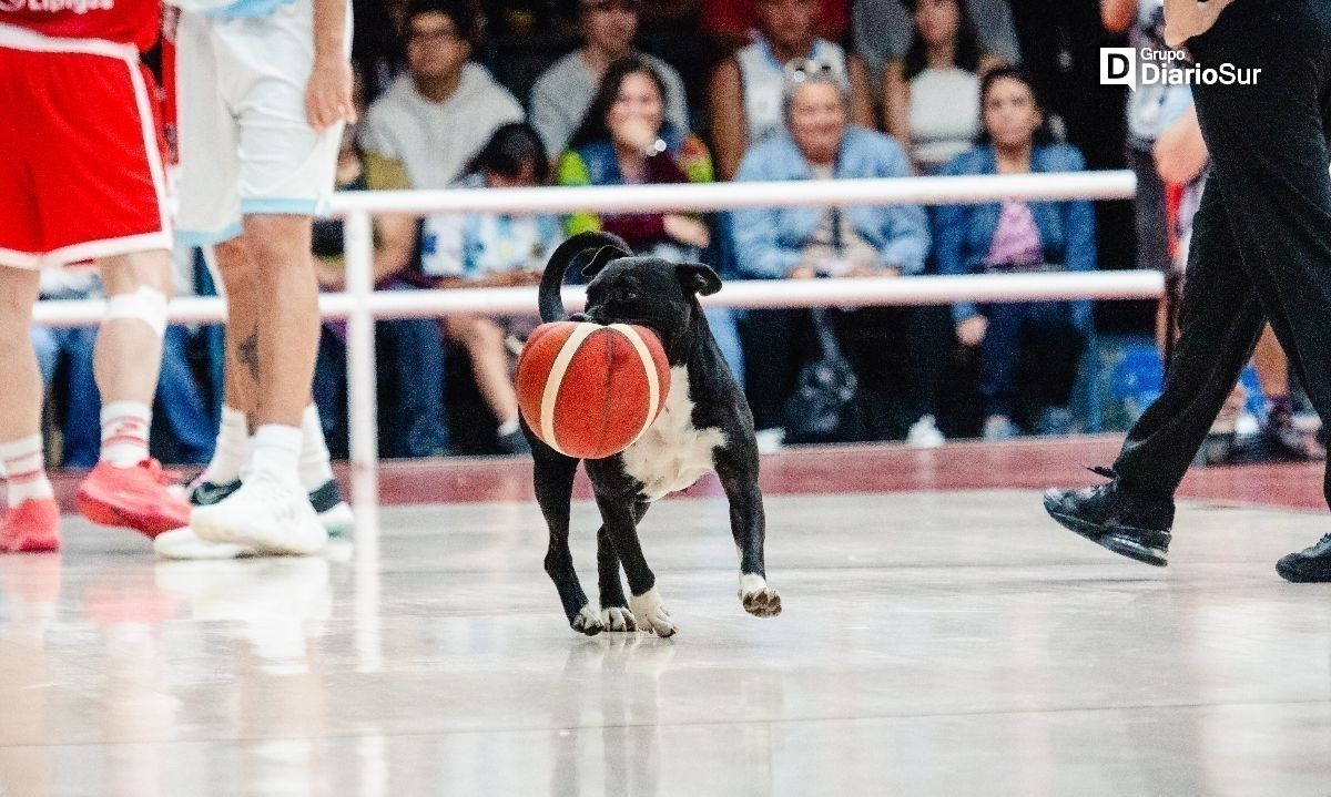 "La rompió": perrito ingresó a la cancha en pleno partido Chile-Argentina