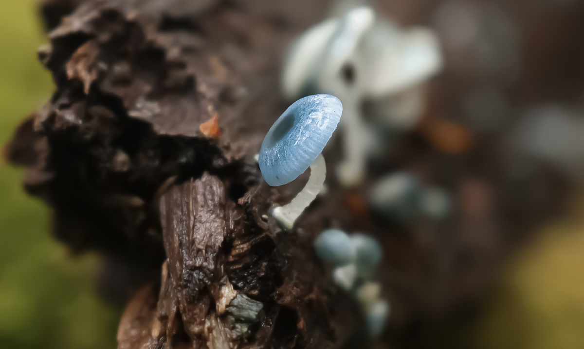 Fungi Fest: el festival de hongos más grande de Chile prepara su novena versión desde Valdivia