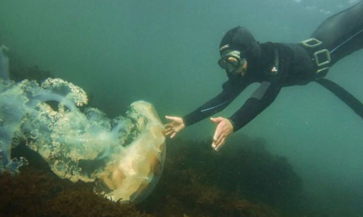 Canal alemán publica tesis de valdiviana fascinada por las medusas