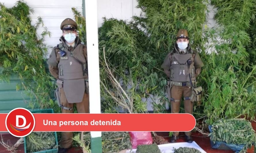 Carabineros de Río Bueno decomisó más de 8 kilos de marihuana