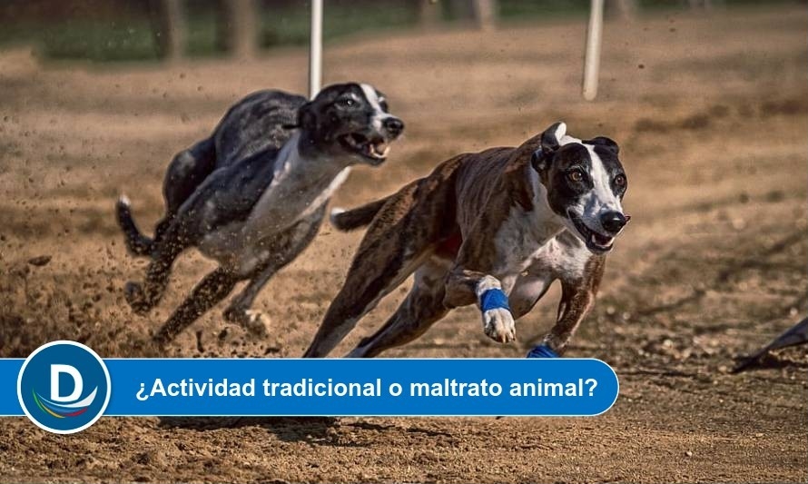 Cámara decide rechazar proyecto que prohíbe carreras de perros galgos