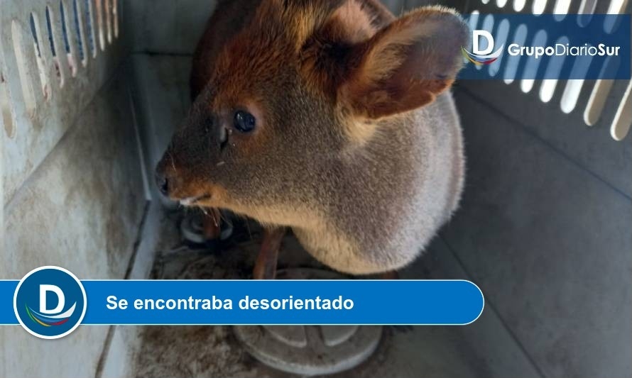 Carabineros rescató a indefenso pudú en las cercanías de la ruta 5 Sur