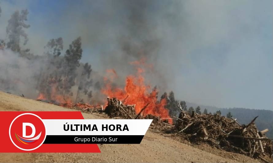 Onemi decretó alerta roja por incendio forestal en Malalhue