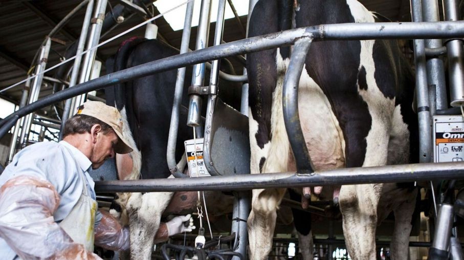 Diputado Berger hizo llamado a defender la producción nacional de leche
